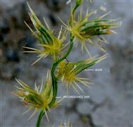  Inflorescence axis  bearing burrs